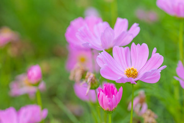 Pink cosmos flowers, soft focus