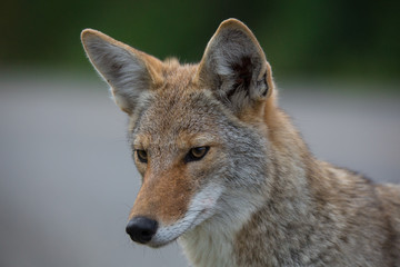 Kojote wildlife