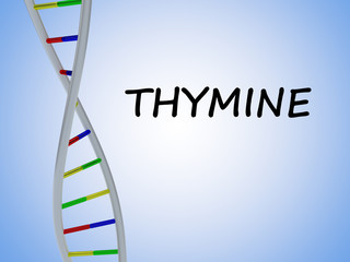 THYMINE - genetic concept