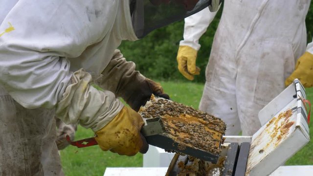 SLOW MOTION, beekeeper inspecting nucleus box beehive frame for signs of disease