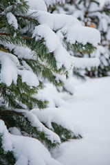 snow covered tree branches