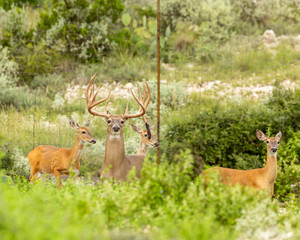 huge scoring whitetail buck antlers with does.