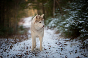 Beautiful siberian husky dog standing on the snow path in the forest in winter on fir-trees background