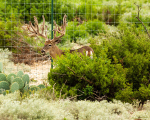 very large scoring whitetail antler rack.