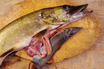 Fish pike on a cutting board