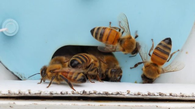 Ligurian bees crawling in and out of blue entrance of nucleus box, CLOSE UP