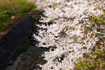 満開の桜
