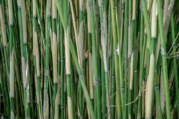 close up of many bamboo stems