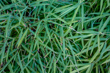 Young Green Bamboo Leaves