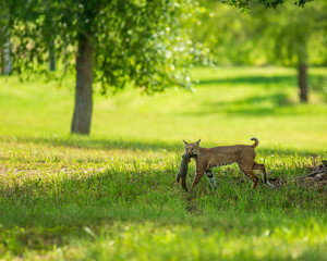 female bobcat with a squirrel she has caught.
