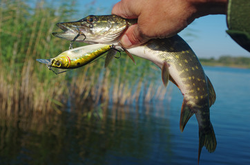 Caught pike and spinning bait