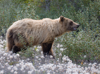 Grizzly wildlife