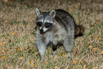 raccoon sneaking in to yard to steal food.