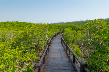 Fototapeta na wymiar walk way, mangrove forest