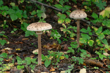Parasol mushroom, Macrolepiota procera or Lepiota procera