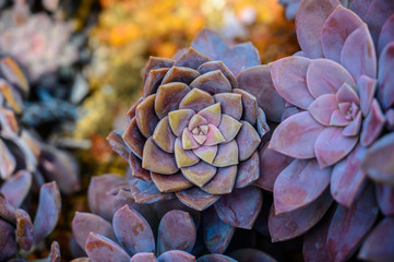 Echeveria Pansy purple , beautiful cactus close up