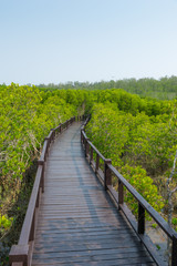 Fototapeta premium walk way, mangrove forest