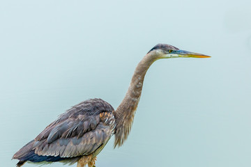 great blue heron wading for food in pond