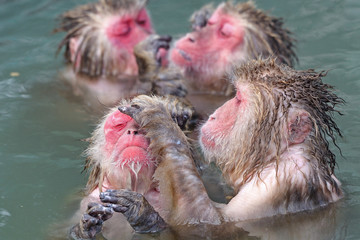 monkey in water