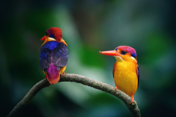 Black Kingfisher in thailand
