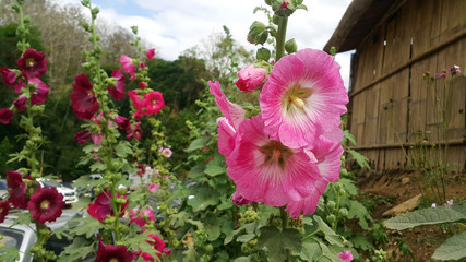 Colorful hollyhock flowers in the winter. growing along the hills