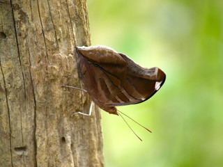 butterfly on the wood