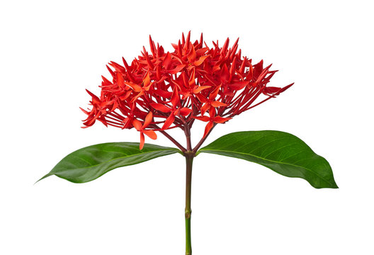Ixora coccinea flower, Red ixora with leaves isolated on white background, with clipping path