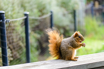close up photos of outdoor squirrel