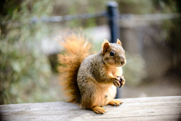 close up photos of outdoor squirrel