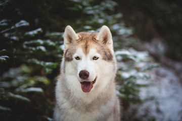 Cute and lovely Siberian Husky dog sitting on the snow in front of fir-tree in the winter forest