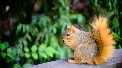 close up photos of outdoor squirrel