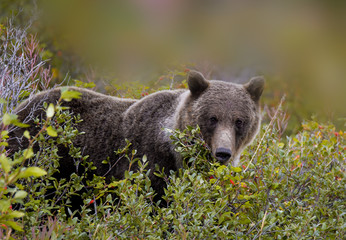 Grizzly wildlife