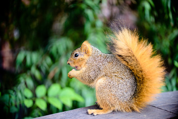 close up photos of outdoor squirrel