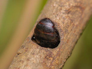 Close up a yellow-black Carpenter bee drill acacia tree branch making the nest.