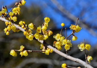 春の訪れを知らせるロウバイの黄色い花