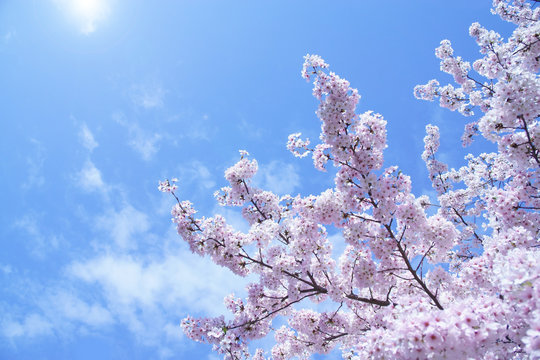満開の桜と日の光
