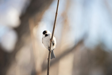 Cute marsh tit bird sitting on the branch in the winter forest on sunny day
