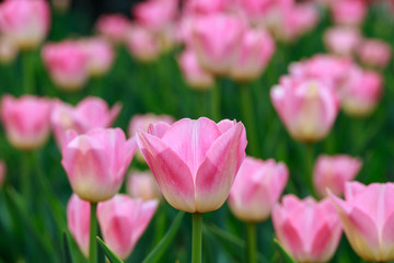 Beautiful tulips in the garden. Bright red flowers. Spring and summer background. Background for social networks. Natural spring background.