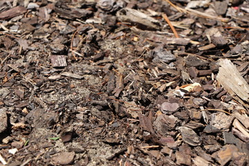 Wood chips in dirt