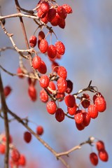 サンシュユ山茱萸の赤い実　-　冬の彩り