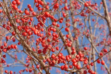 サンシュユ山茱萸の赤い実　-　冬の彩り