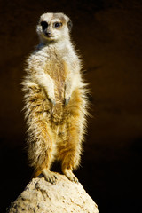 wild animal meerkat standing at mound