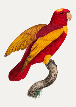 Red-and-gold lory