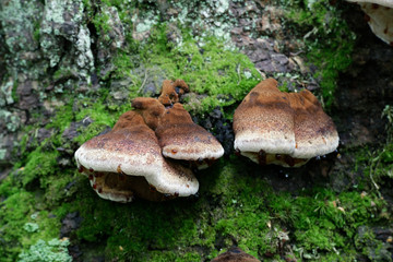 Benzoin bracket fungus, Ischnoderma benzoinum