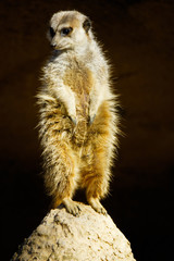 Fototapeta premium wild animal meerkat standing at mound