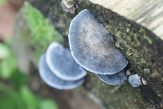 Conifer blueing bracket fungus, Postia caesia