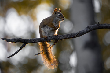 Kanadisches Grauhörnchen wildlife