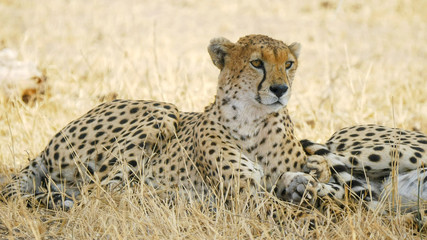 close up of a cheetah resting in the shade of a tree at tarangire national park in tanzania