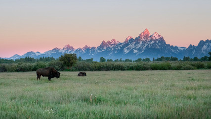 two bison grazing as the sun first shines on the peak of grand teton in grand teton national park in the united states