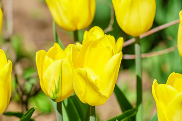 Fototapeta premium Close up of yellow tulip. Flower background. Summer garden landscape